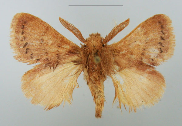 /filer/webapps/moths/media/images/C/cinerea_Pseudolyra_AM_TMSA_01.jpg