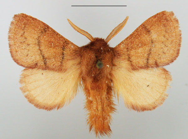 /filer/webapps/moths/media/images/C/cinerea_Pseudolyra_AM_TMSA_02.jpg