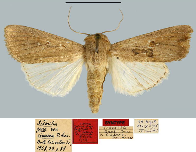 /filer/webapps/moths/media/images/C/cinerea_Sideridis_ST_MNHN.jpg