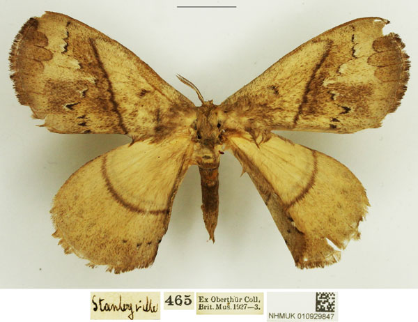 /filer/webapps/moths/media/images/C/cinerea_Stenoglene_AM_NHMUK.jpg