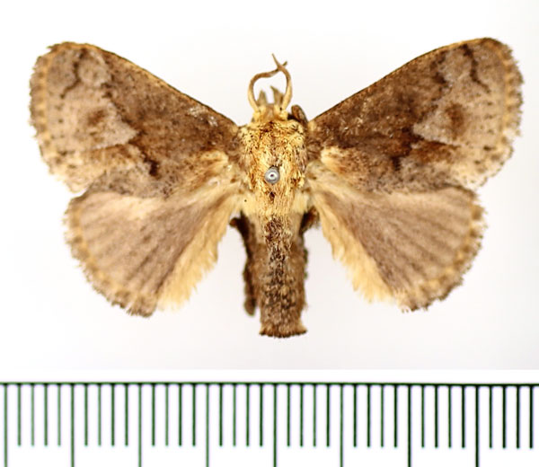 /filer/webapps/moths/media/images/C/cinerea_Tryphax_AM_BMNH_01.jpg