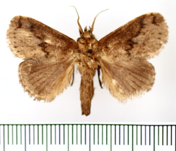 /filer/webapps/moths/media/images/C/cinerea_Tryphax_AM_BMNH_02.jpg