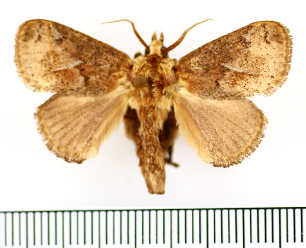 /filer/webapps/moths/media/images/C/cinerea_Tryphax_AM_BMNH_03.jpg
