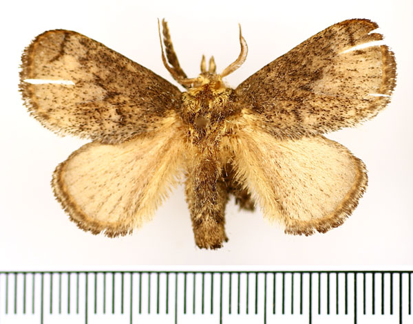 /filer/webapps/moths/media/images/C/cinerea_Tryphax_AM_BMNH_04.jpg