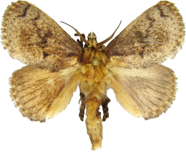 /filer/webapps/moths/media/images/C/cinerea_Tryphax_AM_MCJM.jpg