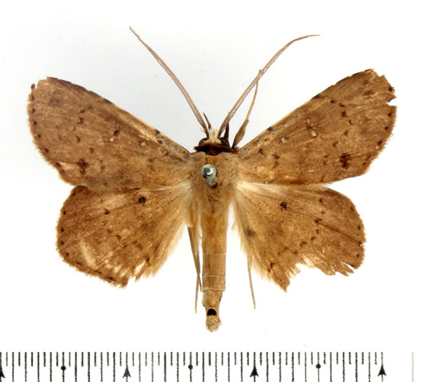 /filer/webapps/moths/media/images/C/cinerea_Ugiodes_AM_BMNH.jpg