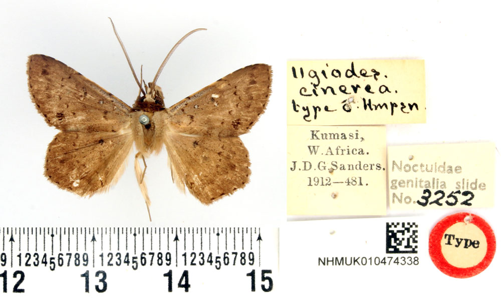 /filer/webapps/moths/media/images/C/cinerea_Ugiodes_HT_BMNH.jpg