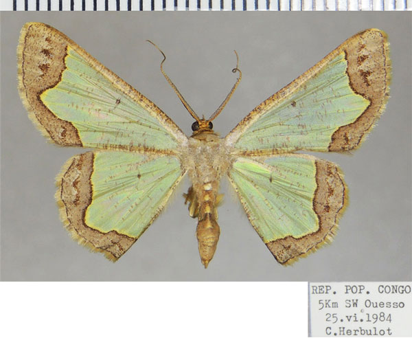 /filer/webapps/moths/media/images/C/cinereata_Zamarada_AF_ZSM.jpg
