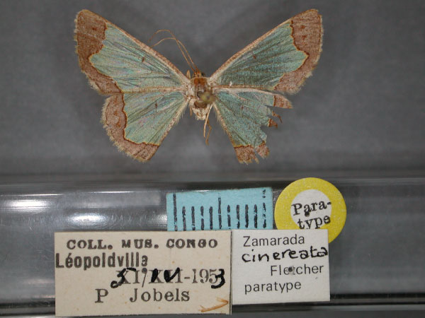/filer/webapps/moths/media/images/C/cinereata_Zamarada_PT_RMCA_01.jpg