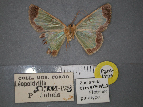 /filer/webapps/moths/media/images/C/cinereata_Zamarada_PT_RMCA_02.jpg