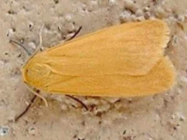 /filer/webapps/moths/media/images/C/cinerella_Plusiola_A_Mateke_01.jpg