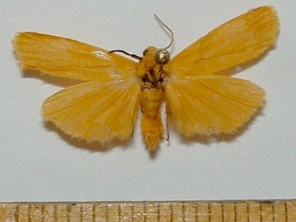 /filer/webapps/moths/media/images/C/cinerella_Plusiola_A_Mateke_02.jpg