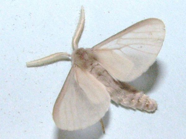 /filer/webapps/moths/media/images/C/cinereocostata_Apisa_A_Goff_01.jpg