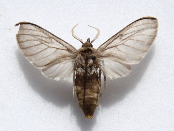/filer/webapps/moths/media/images/C/cinereocostata_Apisa_A_Goff_02.jpg