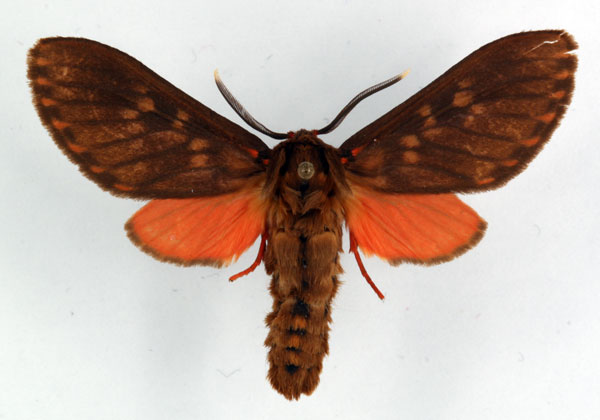 /filer/webapps/moths/media/images/C/cinereoguttata_Hippurarctia_AM_Ochse_01.jpg