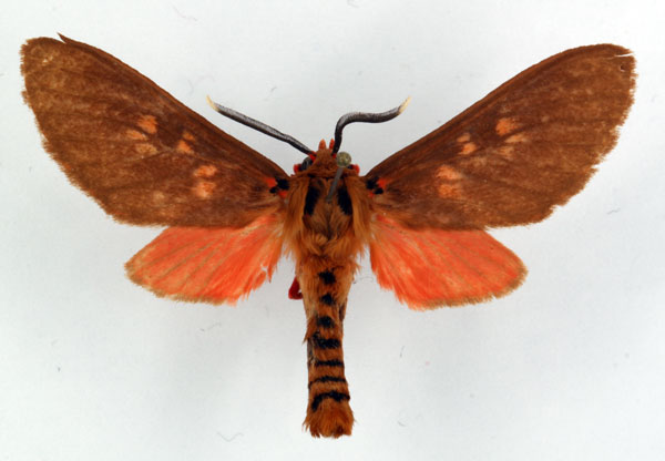 /filer/webapps/moths/media/images/C/cinereoguttata_Hippurarctia_AM_Ochse_02.jpg