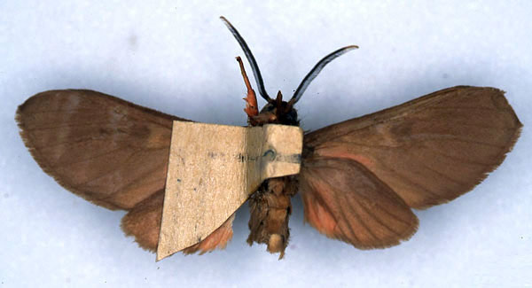 /filer/webapps/moths/media/images/C/cinereoguttata_Hippurarctia_HT_ZSM_02.jpg