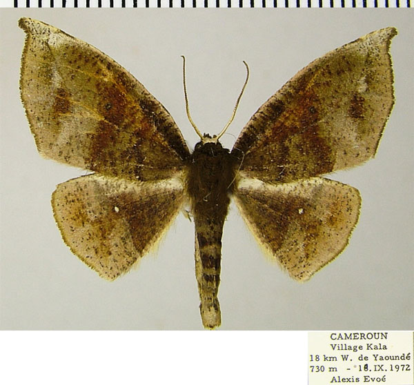 /filer/webapps/moths/media/images/C/cinereomarginata_Sphingomima_AF_ZSM.jpg