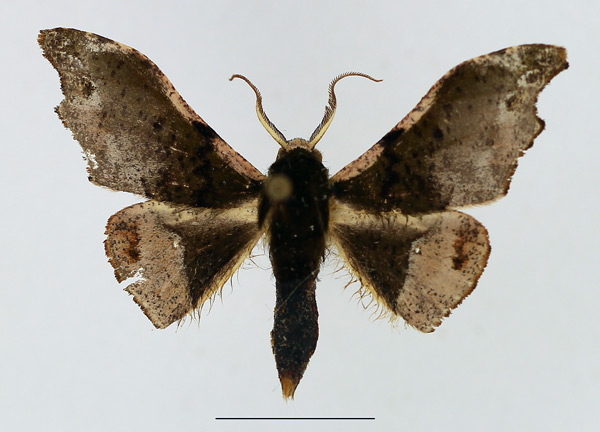 /filer/webapps/moths/media/images/C/cinereomarginata_Sphingomima_AM_TMSA_02.jpg