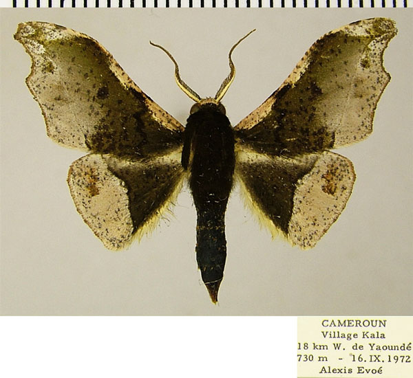 /filer/webapps/moths/media/images/C/cinereomarginata_Sphingomima_AM_ZSMa.jpg