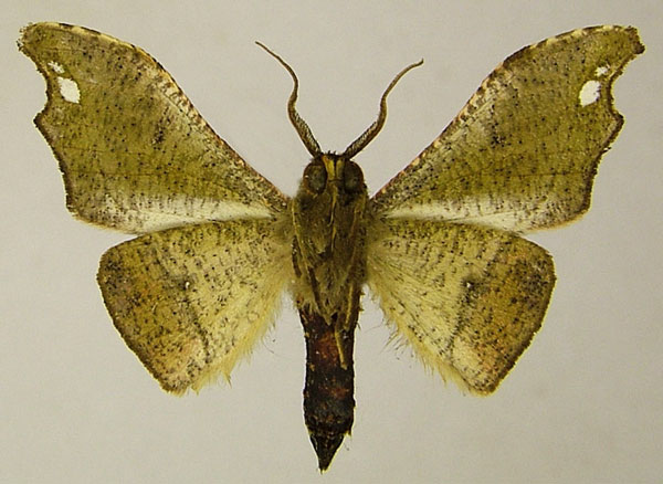 /filer/webapps/moths/media/images/C/cinereomarginata_Sphingomima_AM_ZSMb.jpg