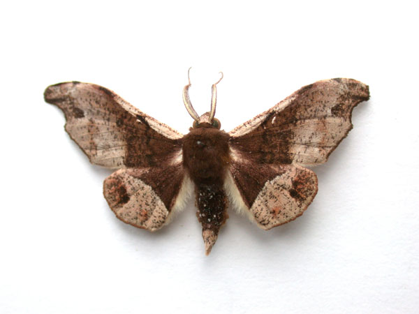 /filer/webapps/moths/media/images/C/cinereomarginata_Sphingomima_A_Revell_01.jpg