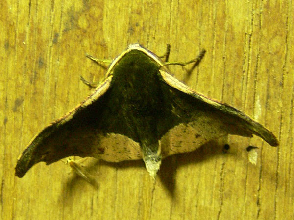/filer/webapps/moths/media/images/C/cinereomarginata_Sphingomima_Goff_03.jpg