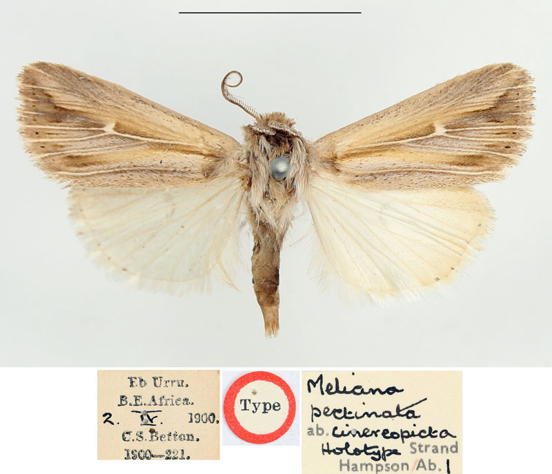 /filer/webapps/moths/media/images/C/cinereopicta_Meliana_HT_BMNH.jpg