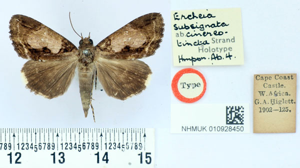 /filer/webapps/moths/media/images/C/cinereotincta_Ercheia_HT_BMNH.jpg