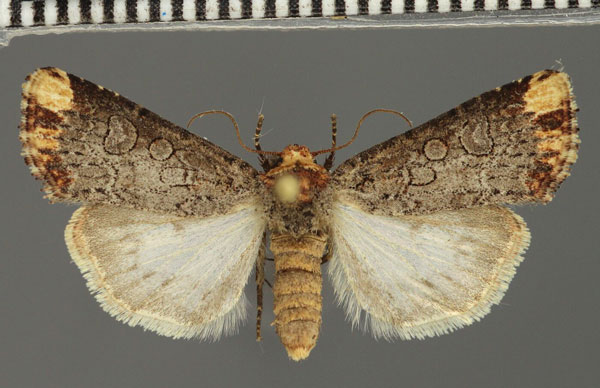 /filer/webapps/moths/media/images/C/cinerosa_Hyperfrontia_AF_Fiebig.jpg