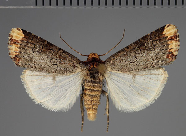 /filer/webapps/moths/media/images/C/cinerosa_Hyperfrontia_AM_Fiebig.jpg