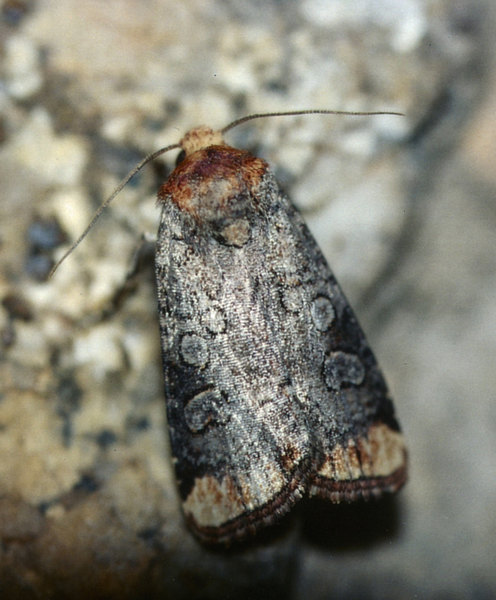 /filer/webapps/moths/media/images/C/cinerosa_Hyperfrontia_A_Roland_01.jpg