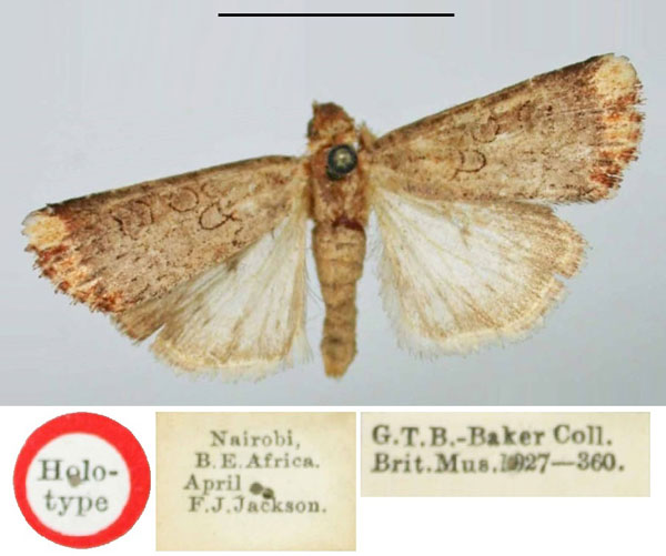 /filer/webapps/moths/media/images/C/cinerosa_Micragrotis_HT_BMNH.jpg