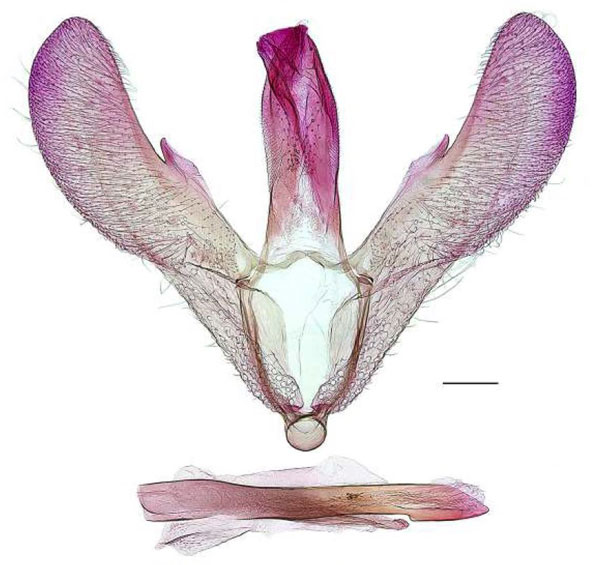 /filer/webapps/moths/media/images/C/cingulata_Gibbovalva_GMHT_RBINS.jpg
