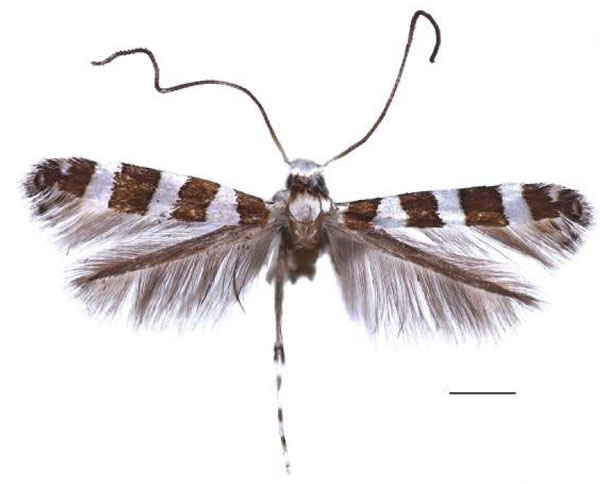/filer/webapps/moths/media/images/C/cingulata_Gibbovalva_HT_RBINS.jpg