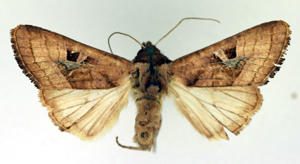 /filer/webapps/moths/media/images/C/cinisigna_Conservula_AM_Aulombard_02.jpg