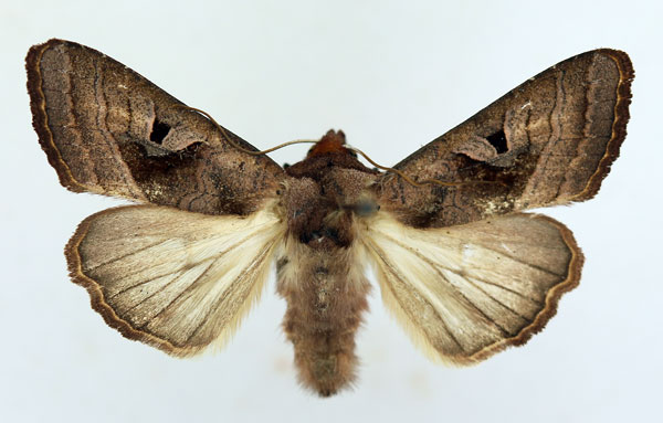 /filer/webapps/moths/media/images/C/cinisigna_Conservula_AM_ISEA_01.jpg