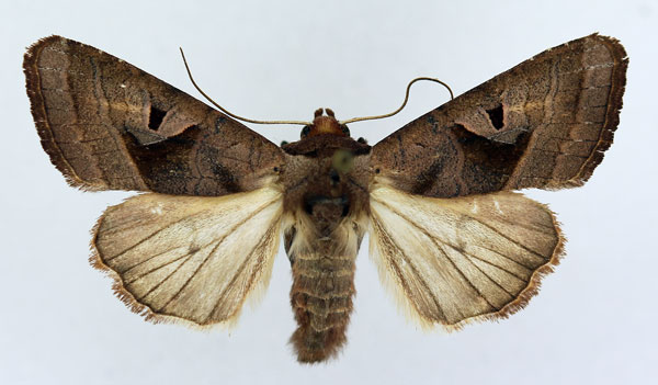 /filer/webapps/moths/media/images/C/cinisigna_Conservula_AM_ISEA_02.jpg