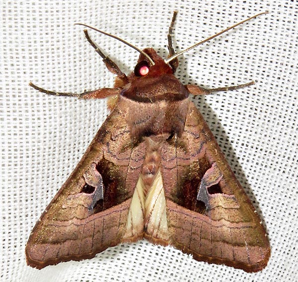 /filer/webapps/moths/media/images/C/cinisigna_Conservula_A_Braun_12.jpg