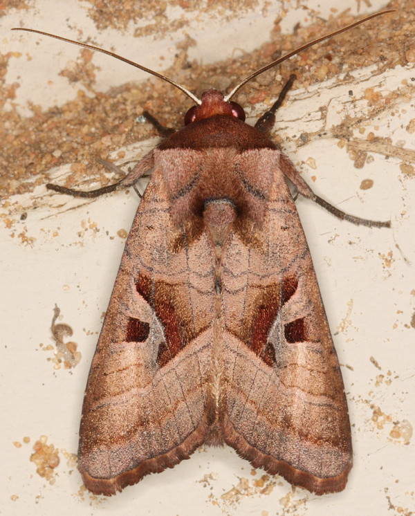 /filer/webapps/moths/media/images/C/cinisigna_Conservula_A_Heyns_02.jpg