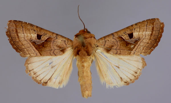 /filer/webapps/moths/media/images/C/cinisigna_Conservula_A_RMCA_01.jpg