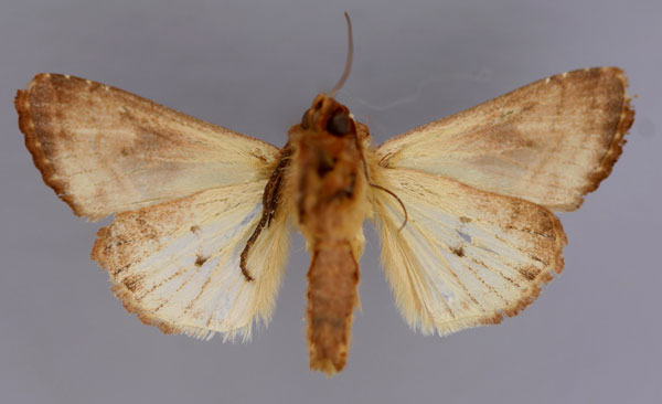/filer/webapps/moths/media/images/C/cinisigna_Conservula_A_RMCA_02.jpg