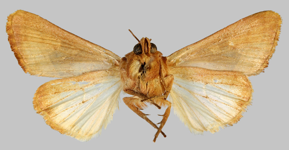 /filer/webapps/moths/media/images/C/cinisigna_Conservula_HT_MNHNb.jpg
