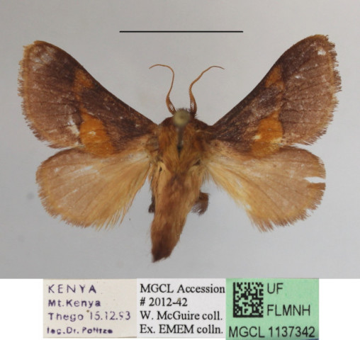 /filer/webapps/moths/media/images/C/cinnamomarea_Latoia_A_MGCLa_02.JPG