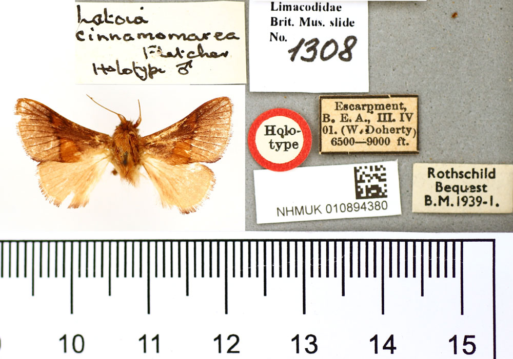 /filer/webapps/moths/media/images/C/cinnamomarea_Latoia_HT_BMNH.jpg