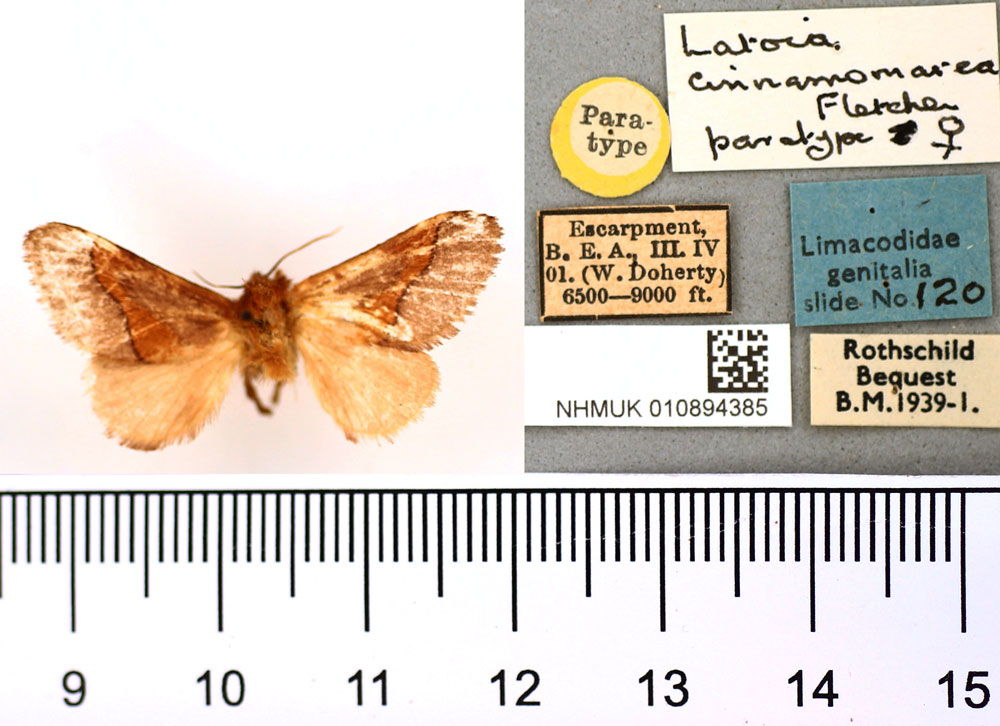 /filer/webapps/moths/media/images/C/cinnamomarea_Latoia_PTF_BMNH.jpg
