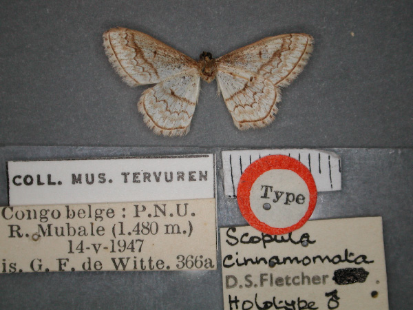/filer/webapps/moths/media/images/C/cinnamomata_Scopula_HT_RMCA_02.jpg