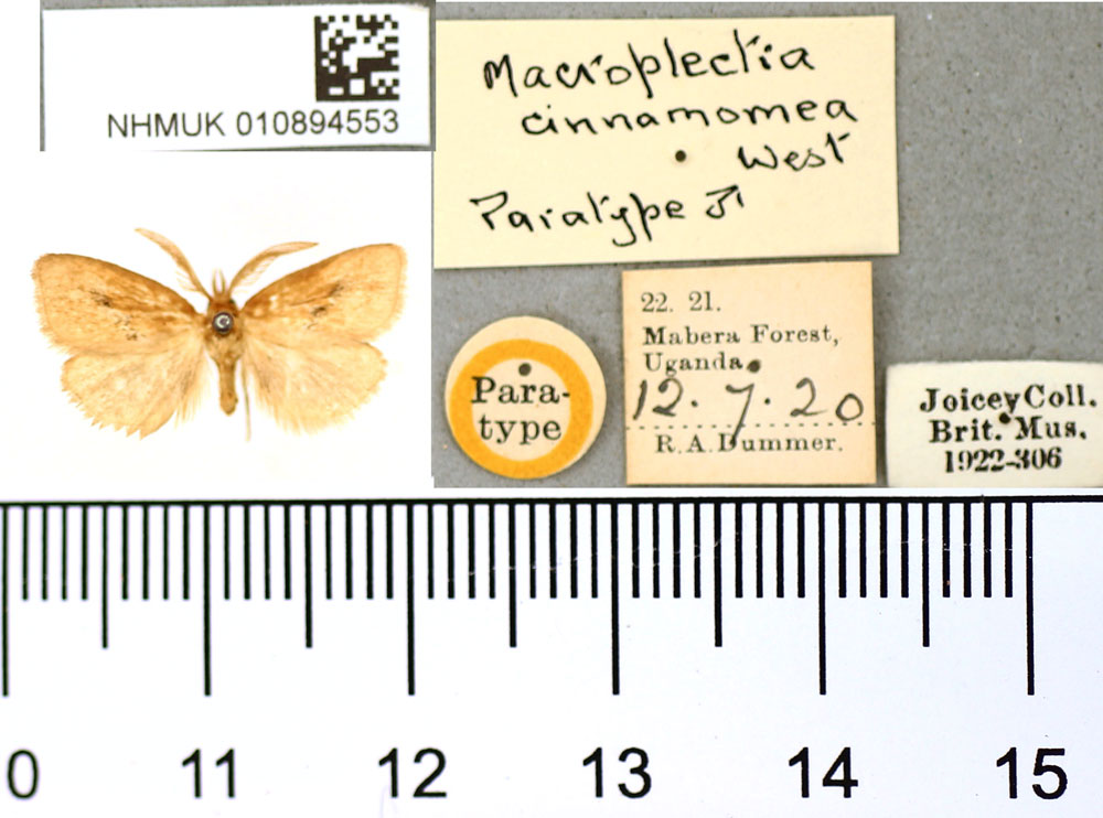 /filer/webapps/moths/media/images/C/cinnamomea_Macroplectra_PT_BMNH.jpg