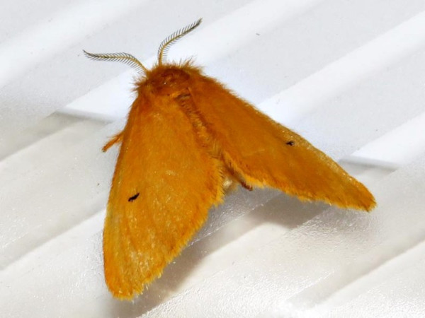 /filer/webapps/moths/media/images/C/cinnamomea_Metarctia_A_Braun.jpg