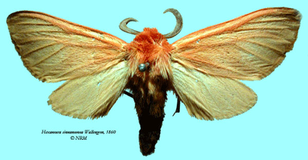 /filer/webapps/moths/media/images/C/cinnamomea_Metarctia_HT_SNHM_01.jpg